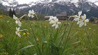 Auf einer Frühlingswanderung von Gstaad über Feutersoey nach Gsteig